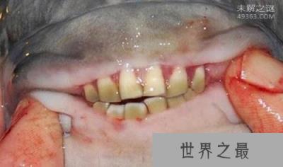 美国北卡罗来纳州海滩发现有着人类牙齿的怪鱼