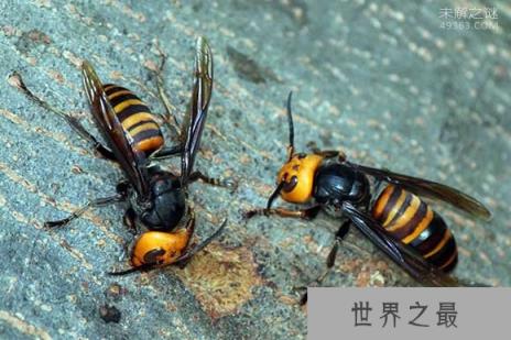 中国大虎头蜂蛰了会怎样?入侵法国大虎头蜂使6人被螫死