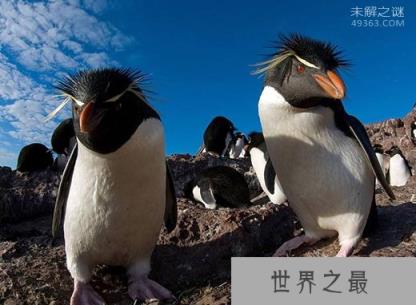 凤头黄眉企鹅(Eudyptes chrysocome)每年只能相聚20至30天(寿命15