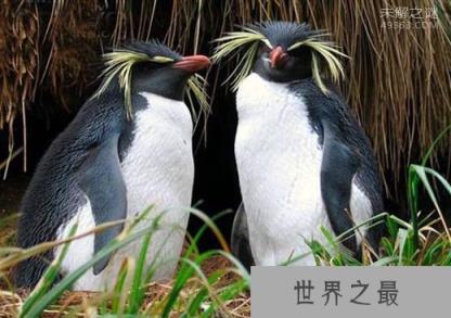 凤头黄眉企鹅(Eudyptes chrysocome)每年只能相聚20至30天(寿命15