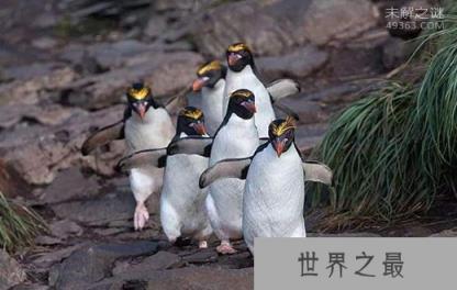 凤头黄眉企鹅(Eudyptes chrysocome)每年只能相聚20至30天(寿命15