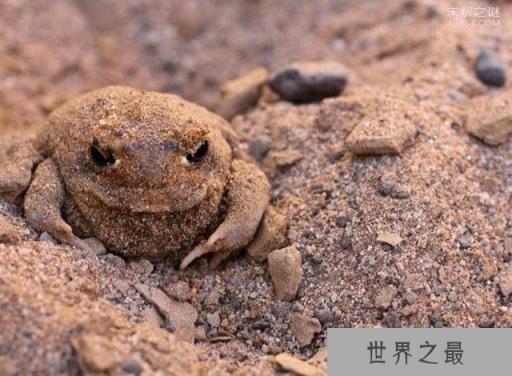 世界上最可爱的青蛙,馒头蛙圆滚滚惹人爱(手指般大小)