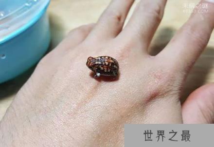 世界上最可爱的青蛙,馒头蛙圆滚滚惹人爱(手指般大小)