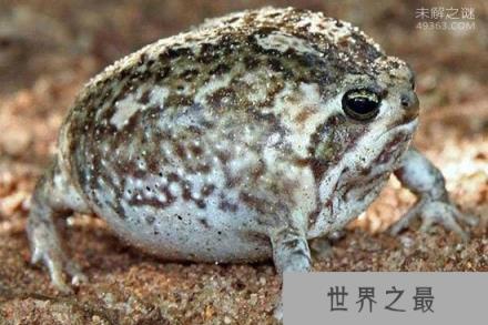 世界上最可爱的青蛙,馒头蛙圆滚滚惹人爱(手指般大小)