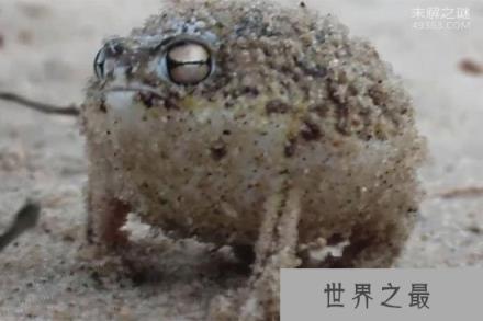 世界上最可爱的青蛙,馒头蛙圆滚滚惹人爱(手指般大小)