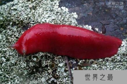 恐怖浑身通红的巨大蛞蝓，食肉鼻涕虫以蚯蚓为食(有害物种)
