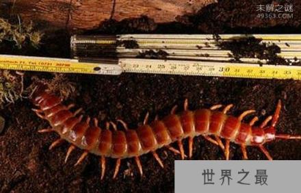 加拉帕格斯巨人蜈蚣毒性强烈：每年千人死于它嘴（体型庞大）