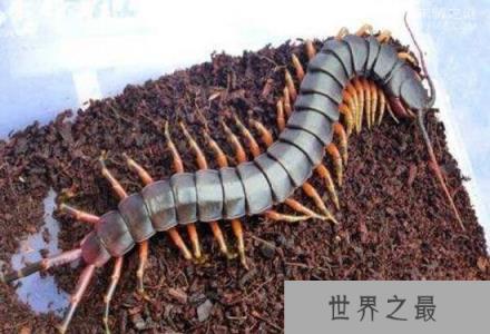 加拉帕格斯巨人蜈蚣毒性强烈：每年千人死于它嘴（体型庞大）
