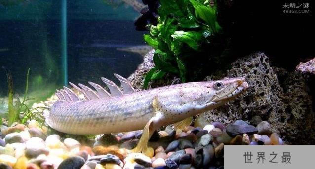 全球最漂亮的恐龙鱼价值几何?真的是恐龙退化么？