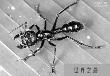 世界上咬人最痛的一种蚂蚁(子弹蚁)，这种痛感炙烤痛感并且维持24