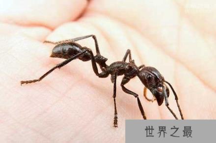 世界上咬人最痛的一种蚂蚁(子弹蚁)，这种痛感炙烤痛感并且维持24