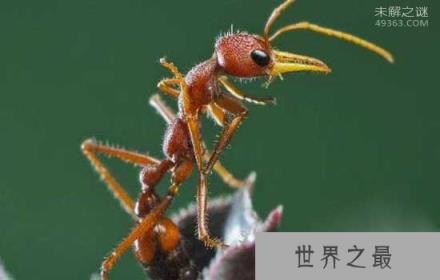 世界上咬人最痛的一种蚂蚁(子弹蚁)，这种痛感炙烤痛感并且维持24