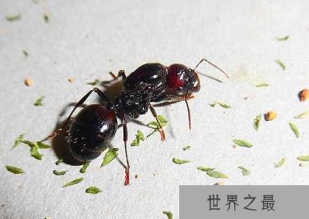 世界上咬人最痛的一种蚂蚁(子弹蚁)，这种痛感炙烤痛感并且维持24