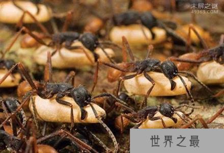 世界上咬人最痛的一种蚂蚁(子弹蚁)，这种痛感炙烤痛感并且维持24