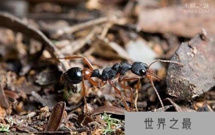 世界上咬人最痛的一种蚂蚁(子弹蚁)，这种痛感炙烤痛感并且维持24