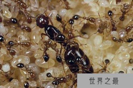 世界上咬人最痛的一种蚂蚁(子弹蚁)，这种痛感炙烤痛感并且维持24