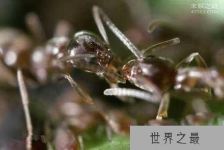 世界上咬人最痛的一种蚂蚁(子弹蚁)，这种痛感炙烤痛感并且维持24