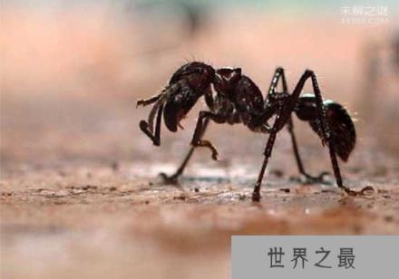 世界上咬人最痛的一种蚂蚁(子弹蚁)，这种痛感炙烤痛感并且维持24