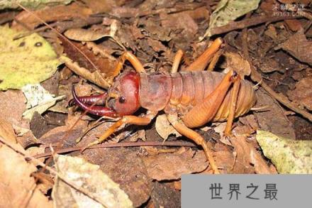 世界上最大的昆虫巨沙螽：老鼠见到它都拐弯