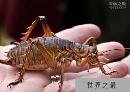世界上最大的昆虫巨沙螽：老鼠见到它都拐弯