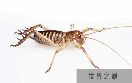 世界上最大的昆虫巨沙螽：老鼠见到它都拐弯