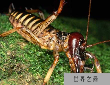 世界上最大的昆虫巨沙螽：老鼠见到它都拐弯
