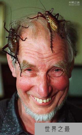 世界上最大的昆虫巨沙螽：老鼠见到它都拐弯