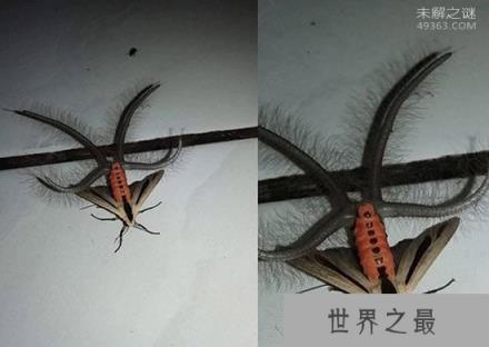 黑条灰灯蛾腹部窜出4条绒毛触手:散发费洛蒙吸引雌性