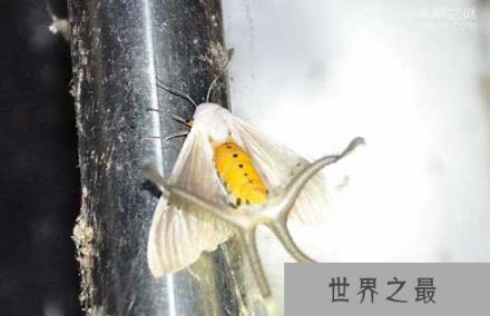 黑条灰灯蛾腹部窜出4条绒毛触手:散发费洛蒙吸引雌性