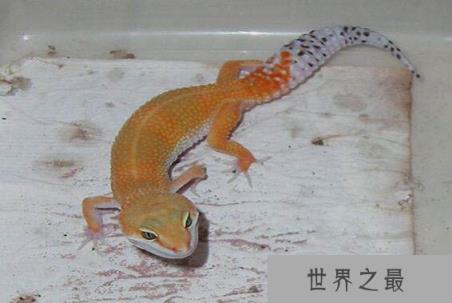 壁虎尿液竟有致命剧毒:五毒中站一席之地