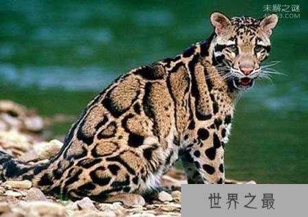 台湾云豹是不是真的灭绝了?野外的生物学家拍摄画面是真是假