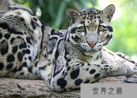 台湾云豹是不是真的灭绝了?野外的生物学家拍摄画面是真是假