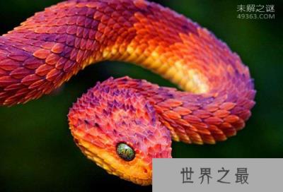 基伍树蝰为什么那么漂亮,基伍树蝰毒性的血清竟没有?