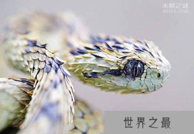 基伍树蝰为什么那么漂亮,基伍树蝰毒性的血清竟没有?