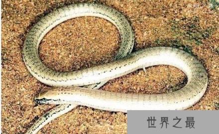 玻璃蛇竟不是蛇，长的像蛇但它却是一种蜥蜴