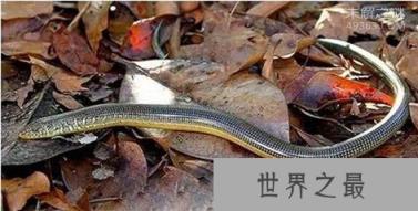 玻璃蛇竟不是蛇，长的像蛇但它却是一种蜥蜴