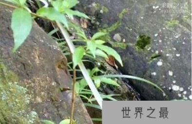 玻璃蛇竟不是蛇，长的像蛇但它却是一种蜥蜴