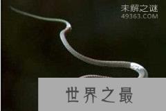 玻璃蛇竟不是蛇，长的像蛇但它却是一种蜥蜴