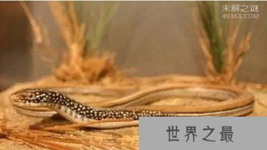 玻璃蛇竟不是蛇，长的像蛇但它却是一种蜥蜴