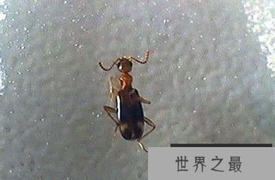 吸血虫,与人类纠缠千万年(吸人血,吃人腐肉)