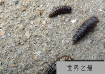 吸血虫,与人类纠缠千万年(吸人血,吃人腐肉)