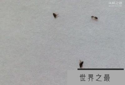 吸血虫,与人类纠缠千万年(吸人血,吃人腐肉)