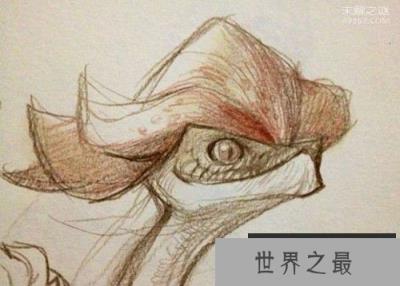 鸡冠蛇的传说:不是一种蛇类，而是其他生物