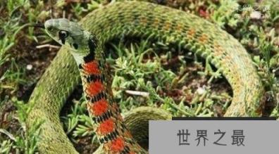 鸡冠蛇的传说:不是一种蛇类，而是其他生物