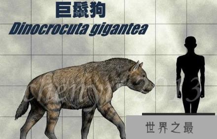 巨鬣狗，体型巨大（600斤重）相当于成年棕熊的重量