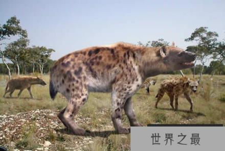 巨鬣狗，体型巨大（600斤重）相当于成年棕熊的重量