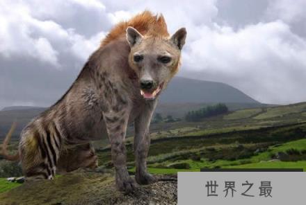 巨鬣狗，体型巨大（600斤重）相当于成年棕熊的重量