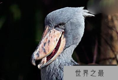 鲸头鹳竟是鳄鱼天敌，撕咬力十分惊人