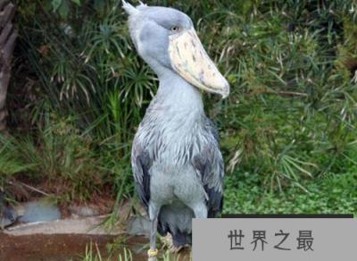 鲸头鹳竟是鳄鱼天敌，撕咬力十分惊人