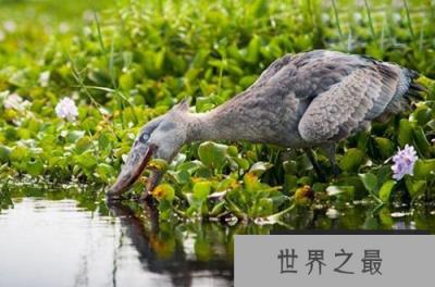 鲸头鹳竟是鳄鱼天敌，撕咬力十分惊人